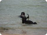 Urlaub in Frankreich (21)
Und die Hundchen im Meer ... 