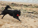 Urlaub in Frankreich (5)
Am Strand von Luc-sur-Mer ...