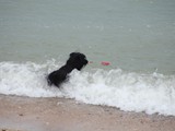Urlaub in Frankreich (6)
... toben im Wasser ...