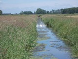 Urlaub in Deutschland (16)
Am Steinhuder Meer ...